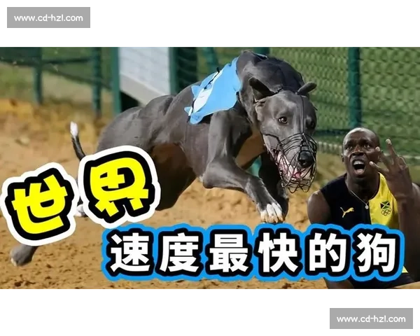 博尔特与猎豹速度极限对比解析人类与自然的极速奥秘